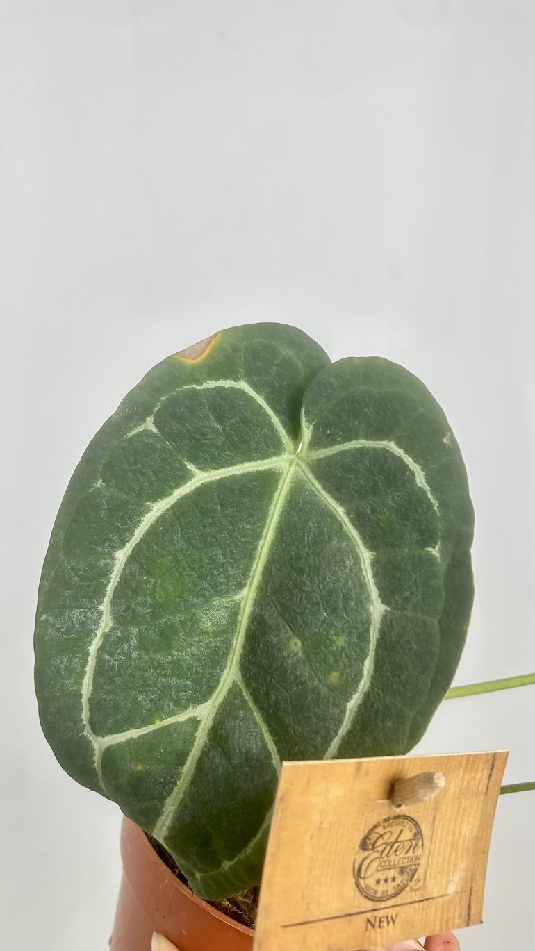 Anthurium Crystallinum Adopcja