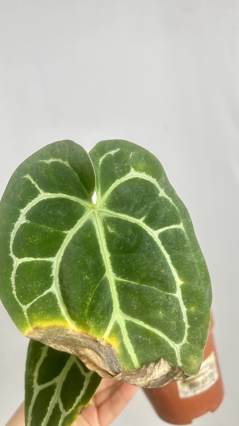 Anthurium Crystallinum Adopcja