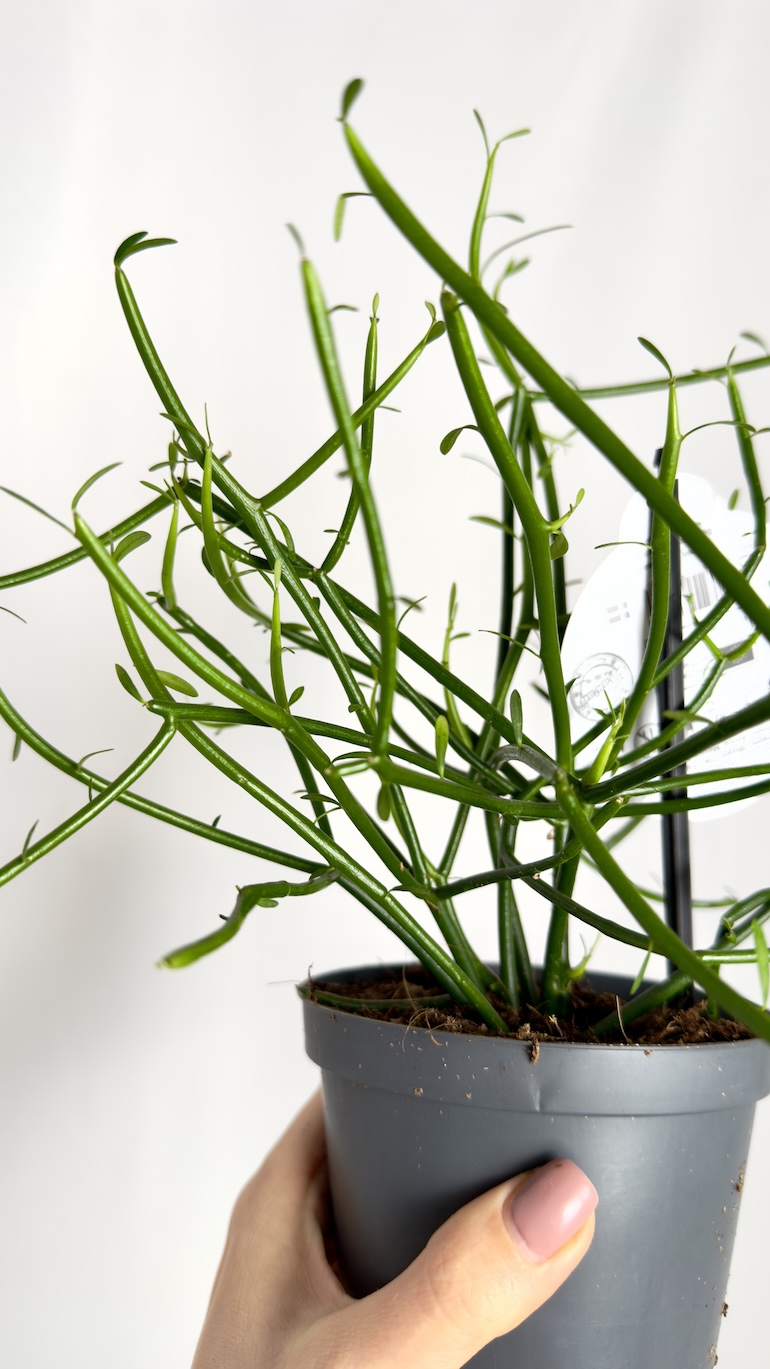 Euphorbia Tirucalli