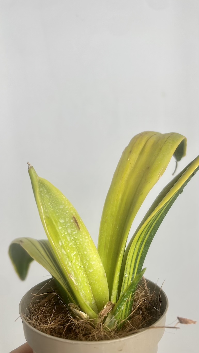 Sansevieria Dooneri Variegated Adopcja