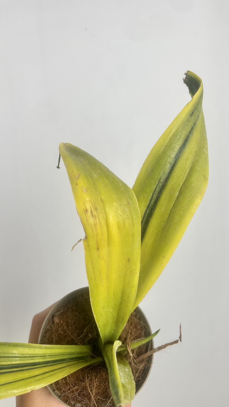 Sansevieria Dooneri Variegated Adopcja