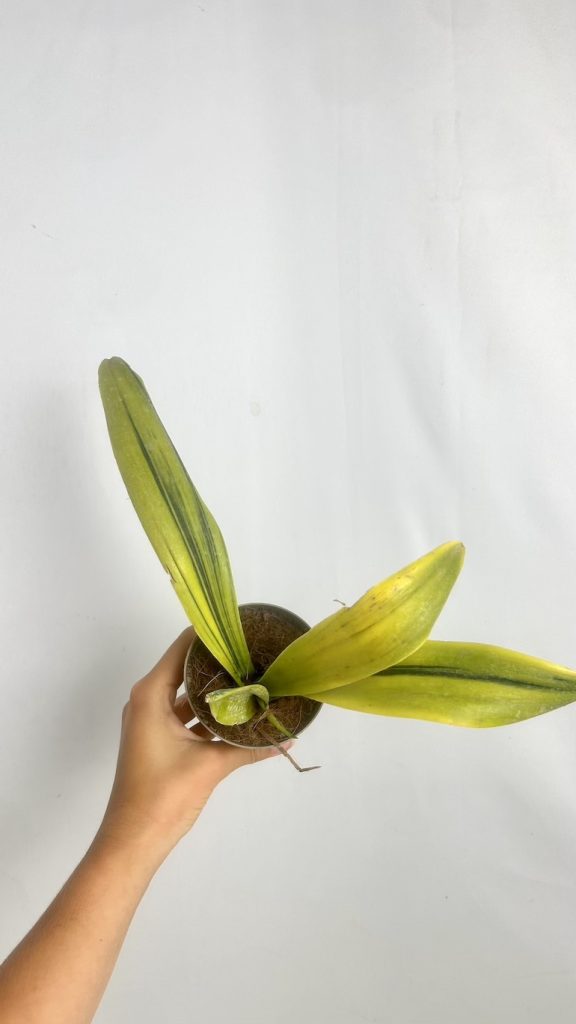 Sansevieria Dooneri Variegated Adopcja