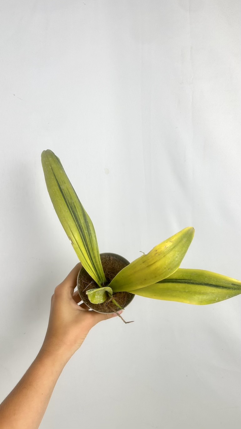 Sansevieria Dooneri Variegated Adopcja
