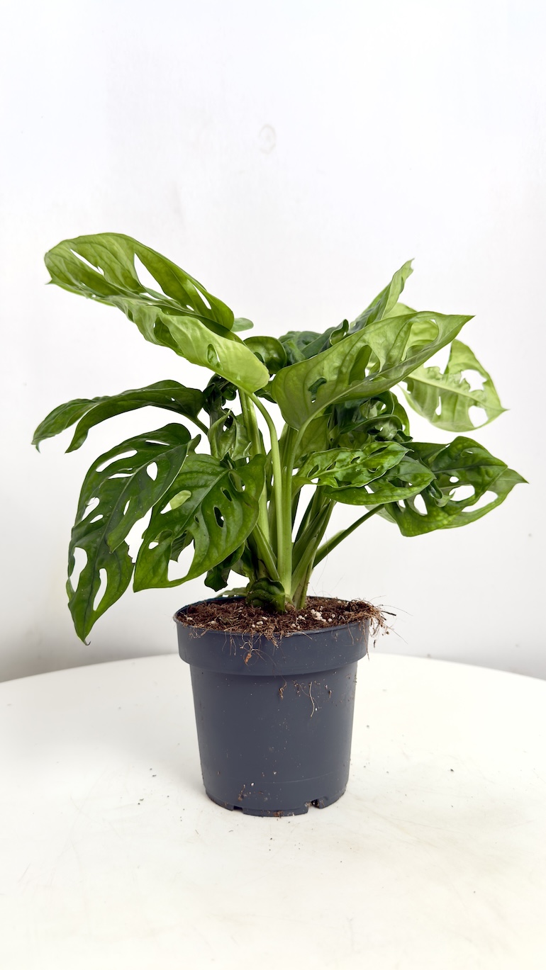 Monstera Monkey Mask