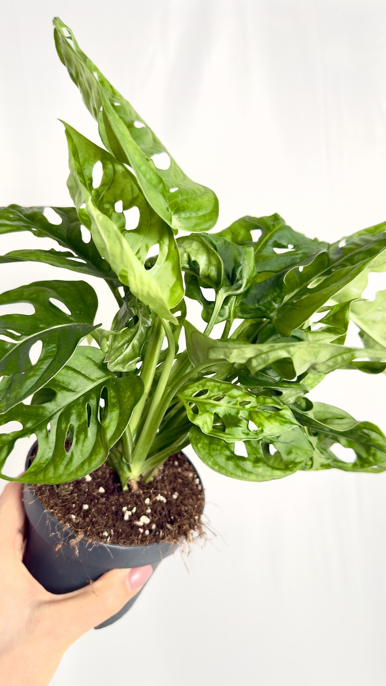 Monstera Monkey Mask