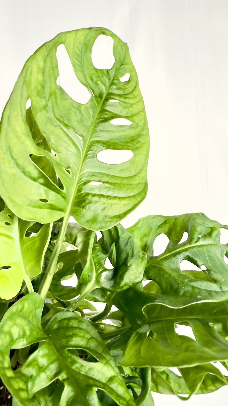 Monstera Monkey Mask