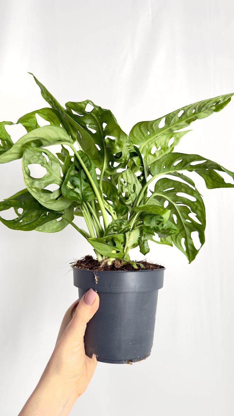 Monstera Monkey Mask