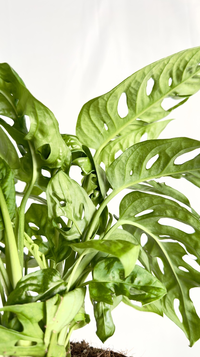 Monstera Monkey Mask