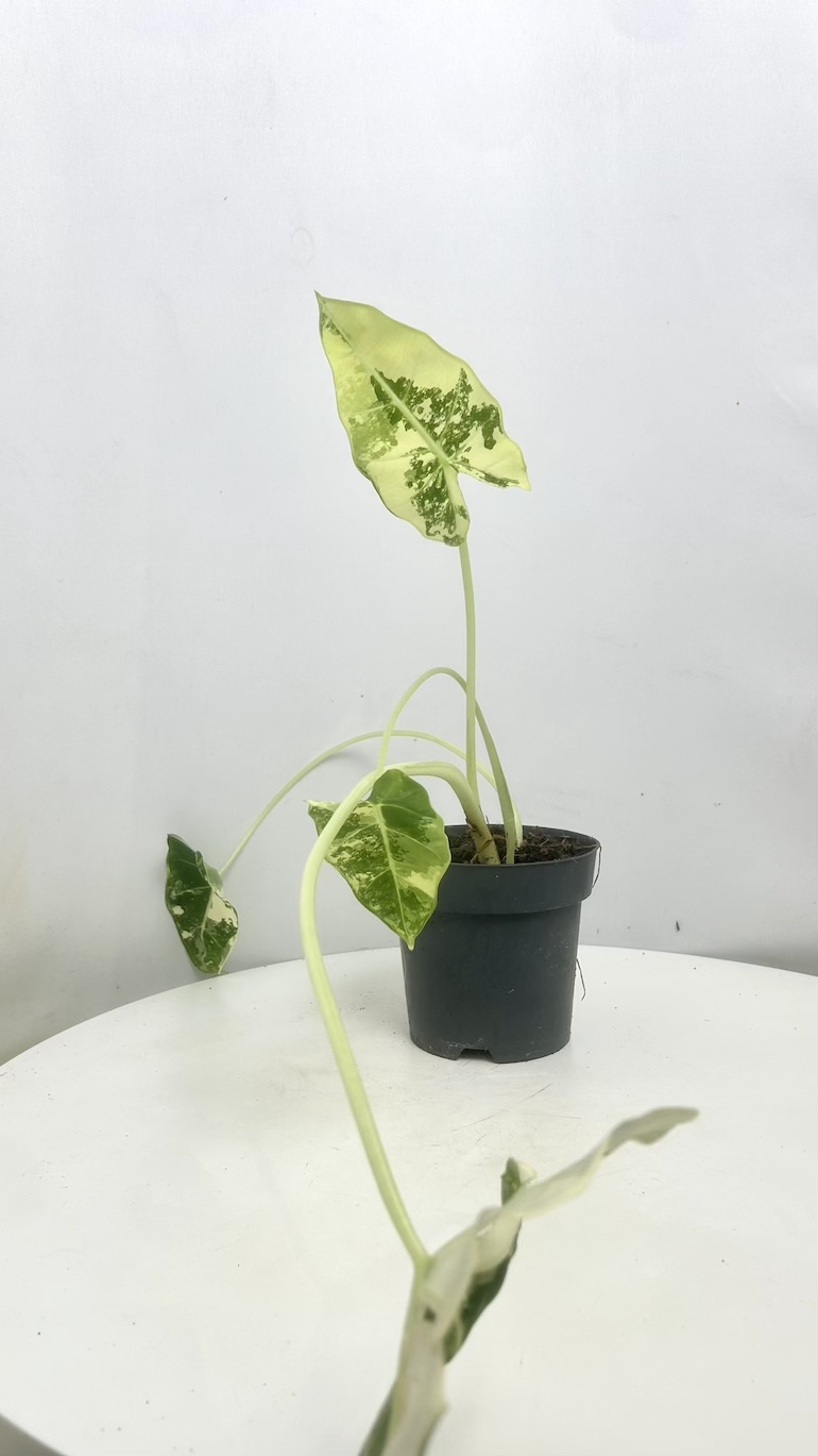 Alocasia Frydek Variegata II kategoria