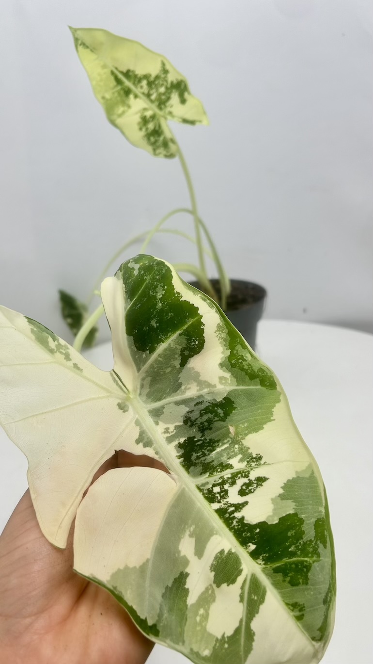 Alocasia Frydek Variegata II kategoria