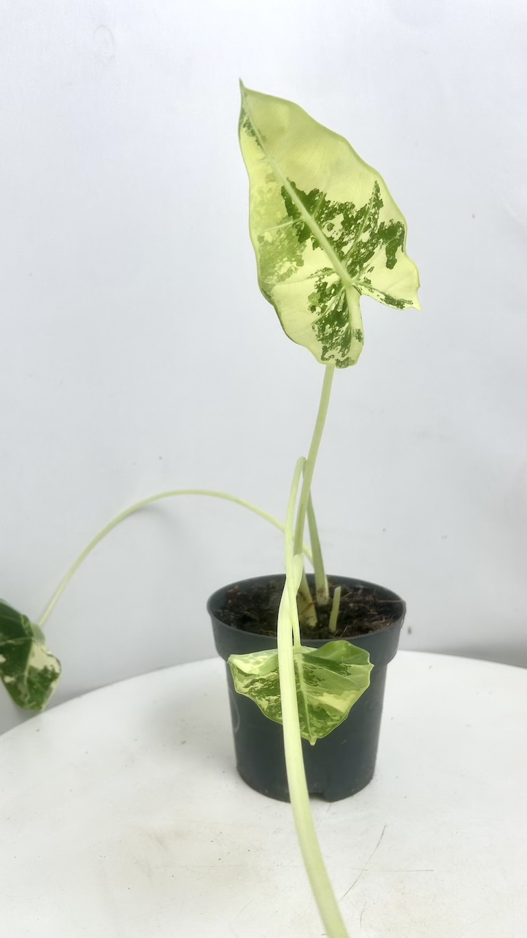 Alocasia Frydek Variegata II kategoria