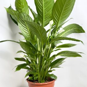 Spathiphyllum Sweet Lauretta