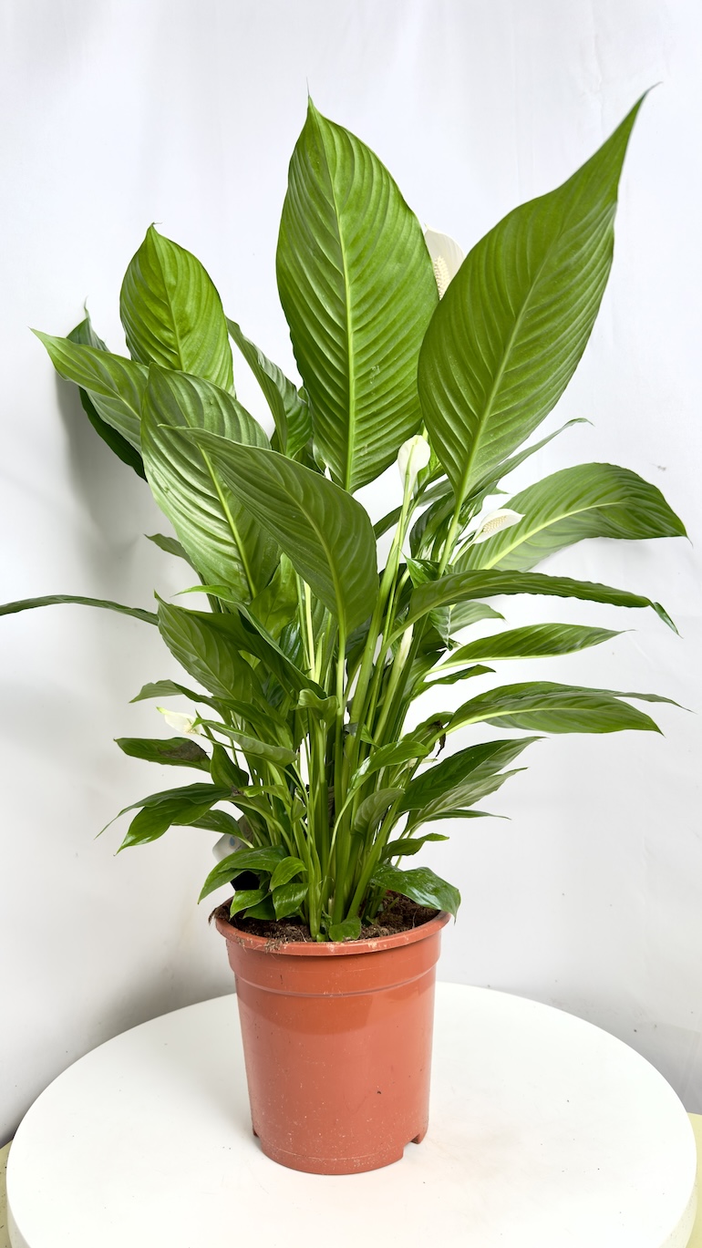 Spathiphyllum Sweet Lauretta