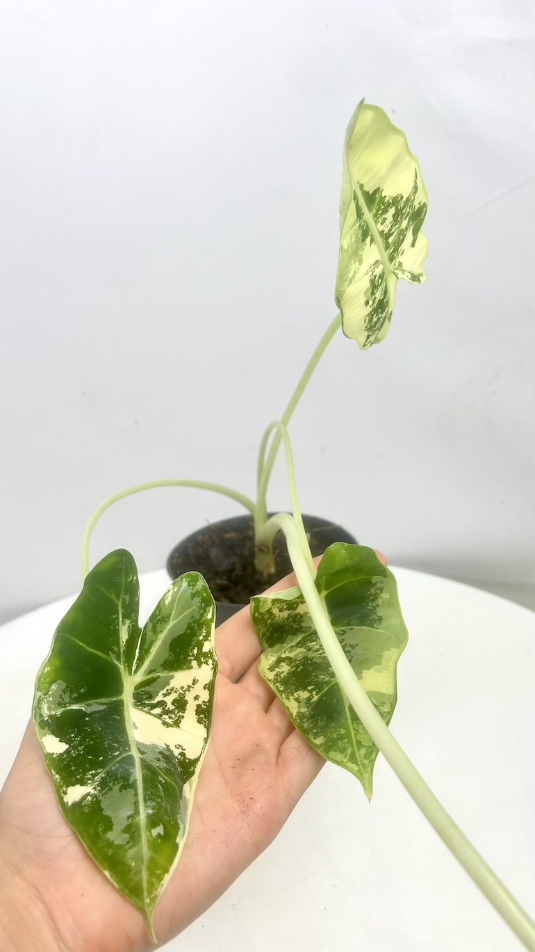 Alocasia Frydek Variegata II kategoria