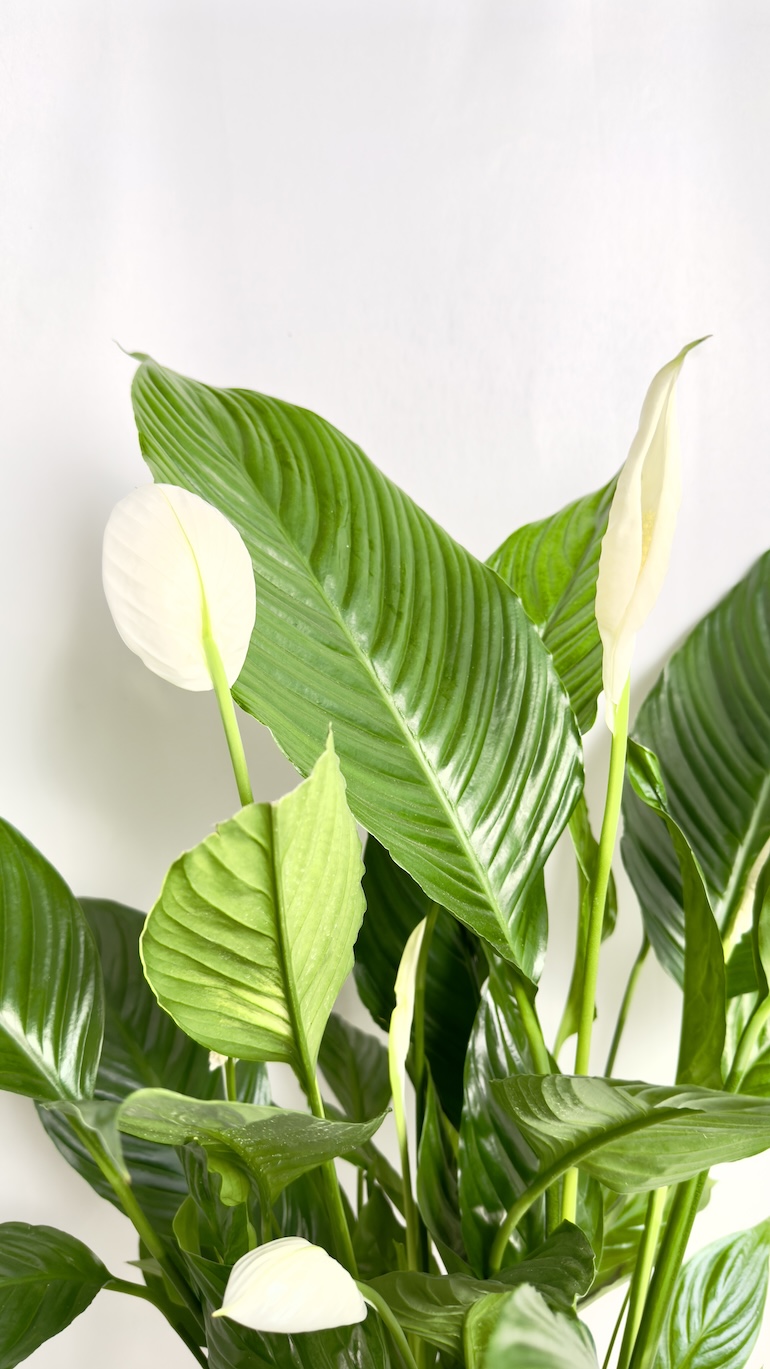 Spathiphyllum Sweet Lauretta