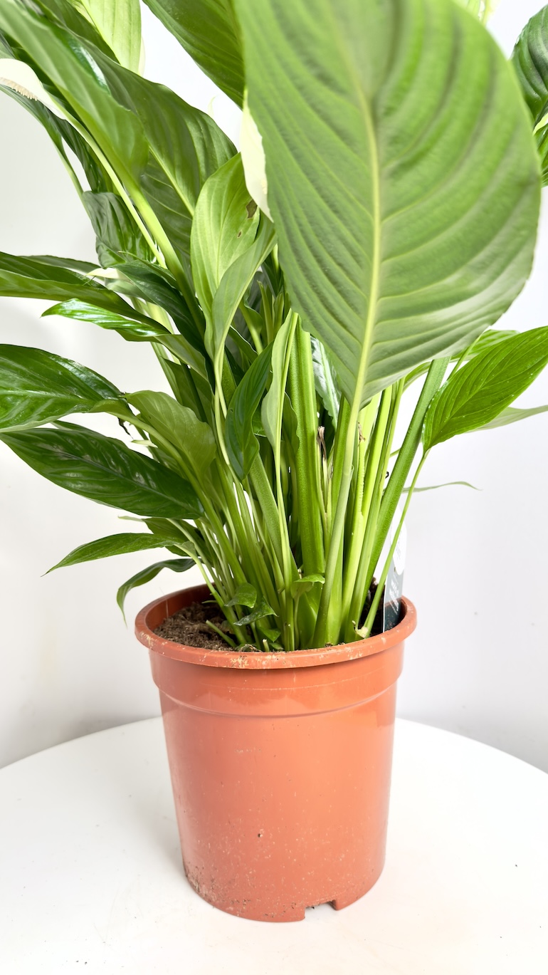 Spathiphyllum Sweet Lauretta