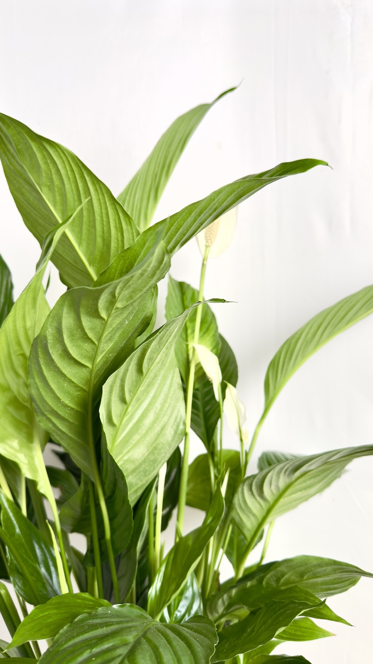 Spathiphyllum Sweet Lauretta