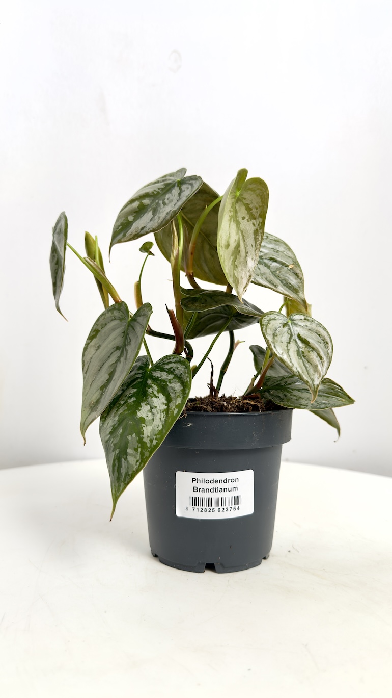 Philodendron Brandtianum