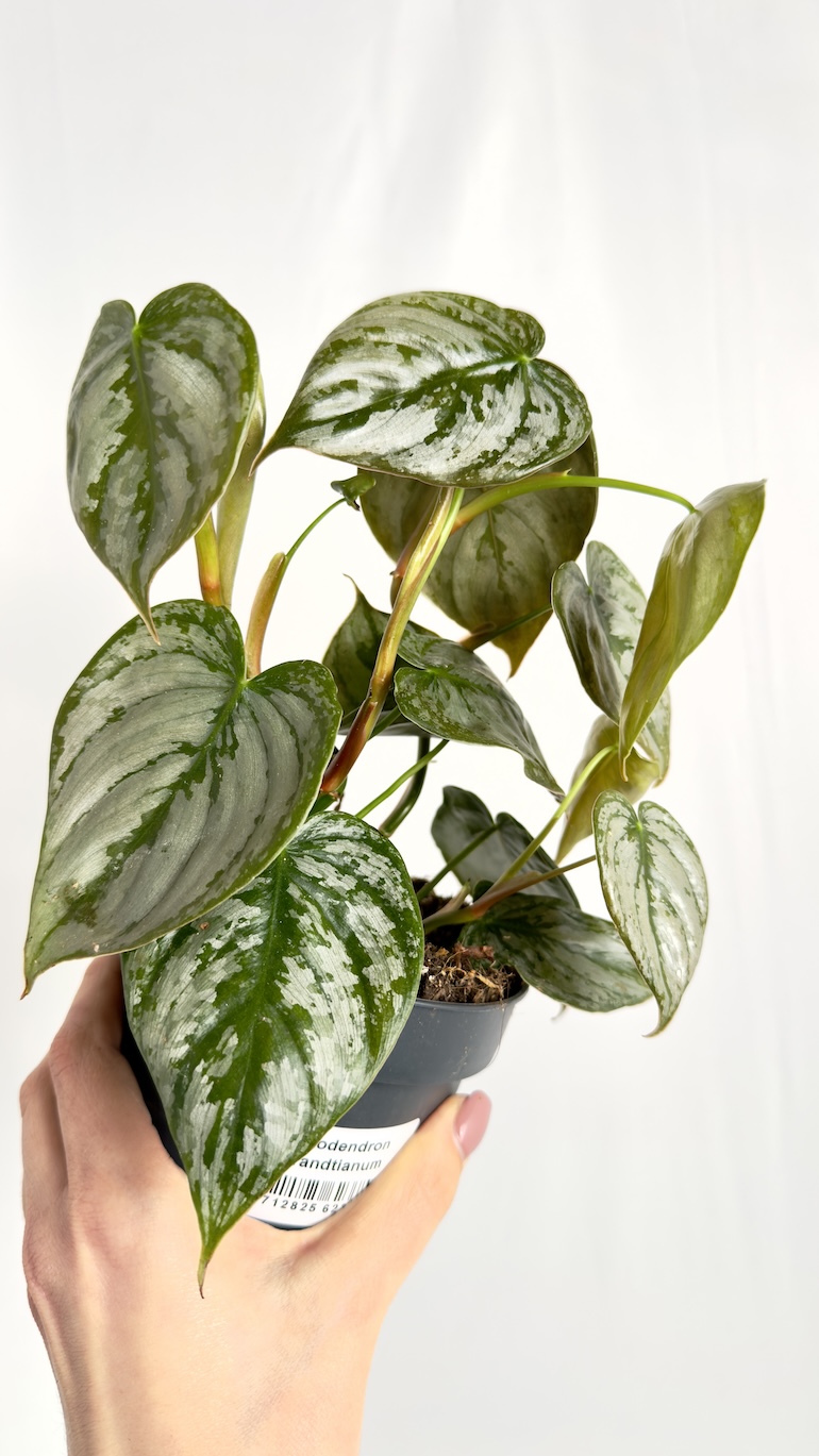 Philodendron Brandtianum