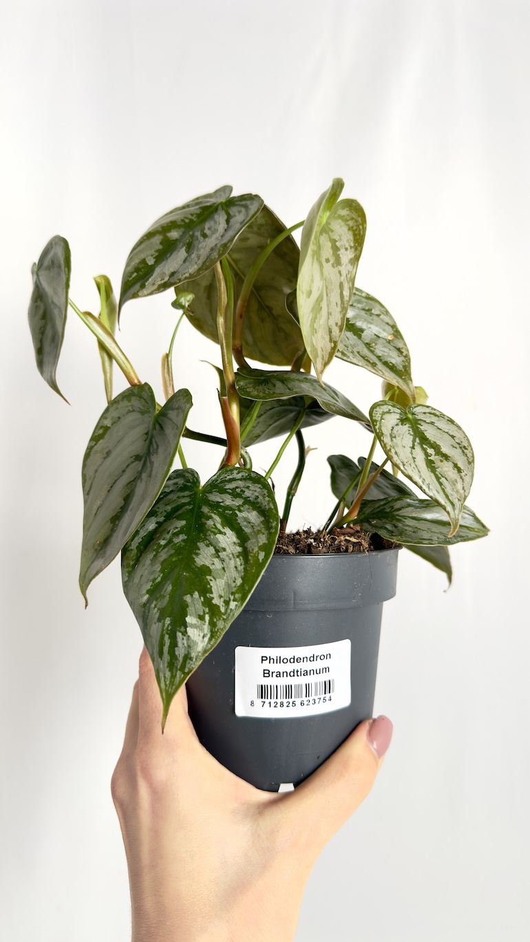 Philodendron Brandtianum