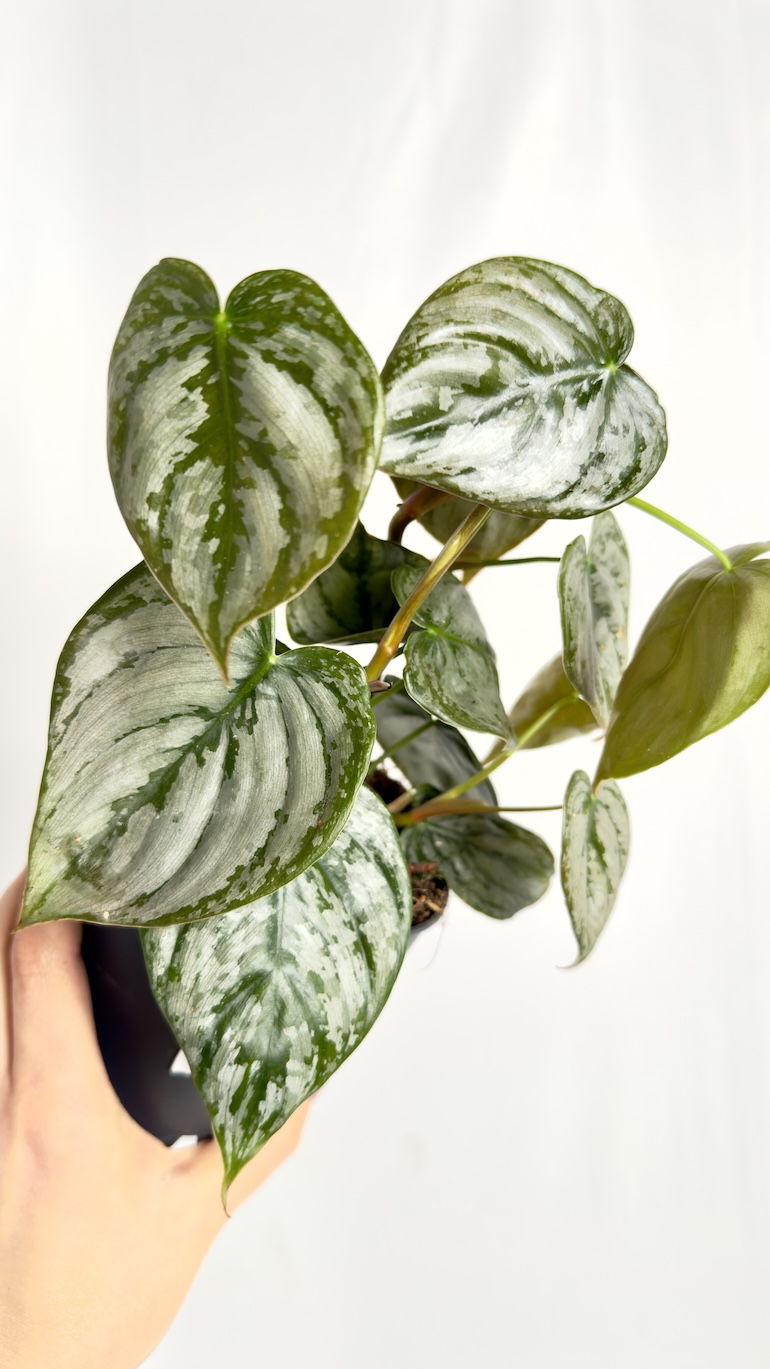Philodendron Brandtianum