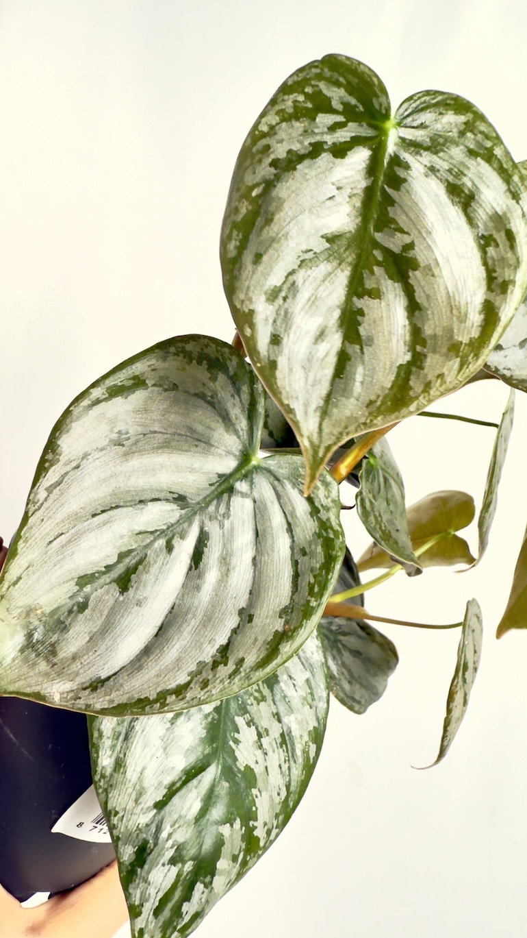 Philodendron Brandtianum