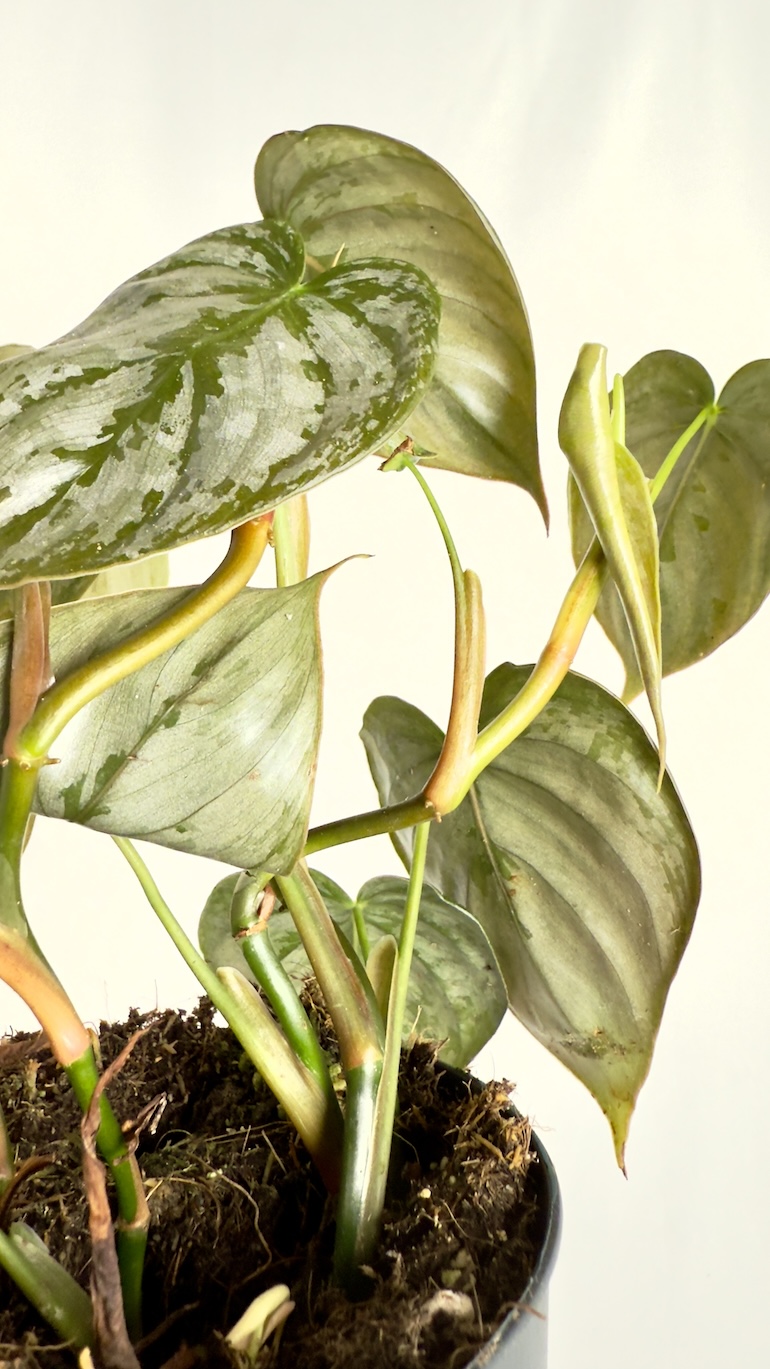Philodendron Brandtianum