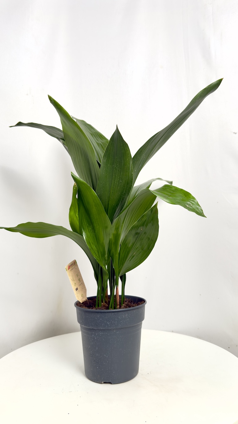 Aspidistra elatoir