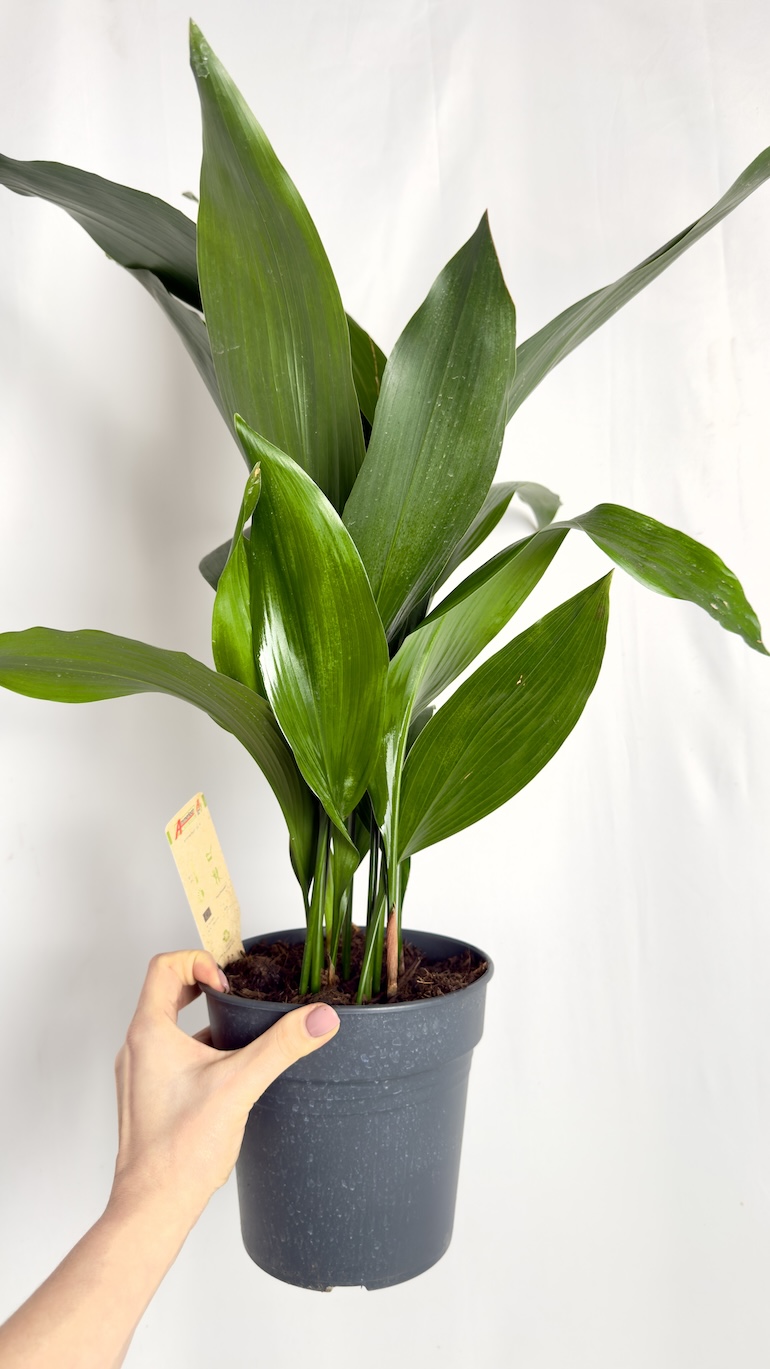 Aspidistra elatoir