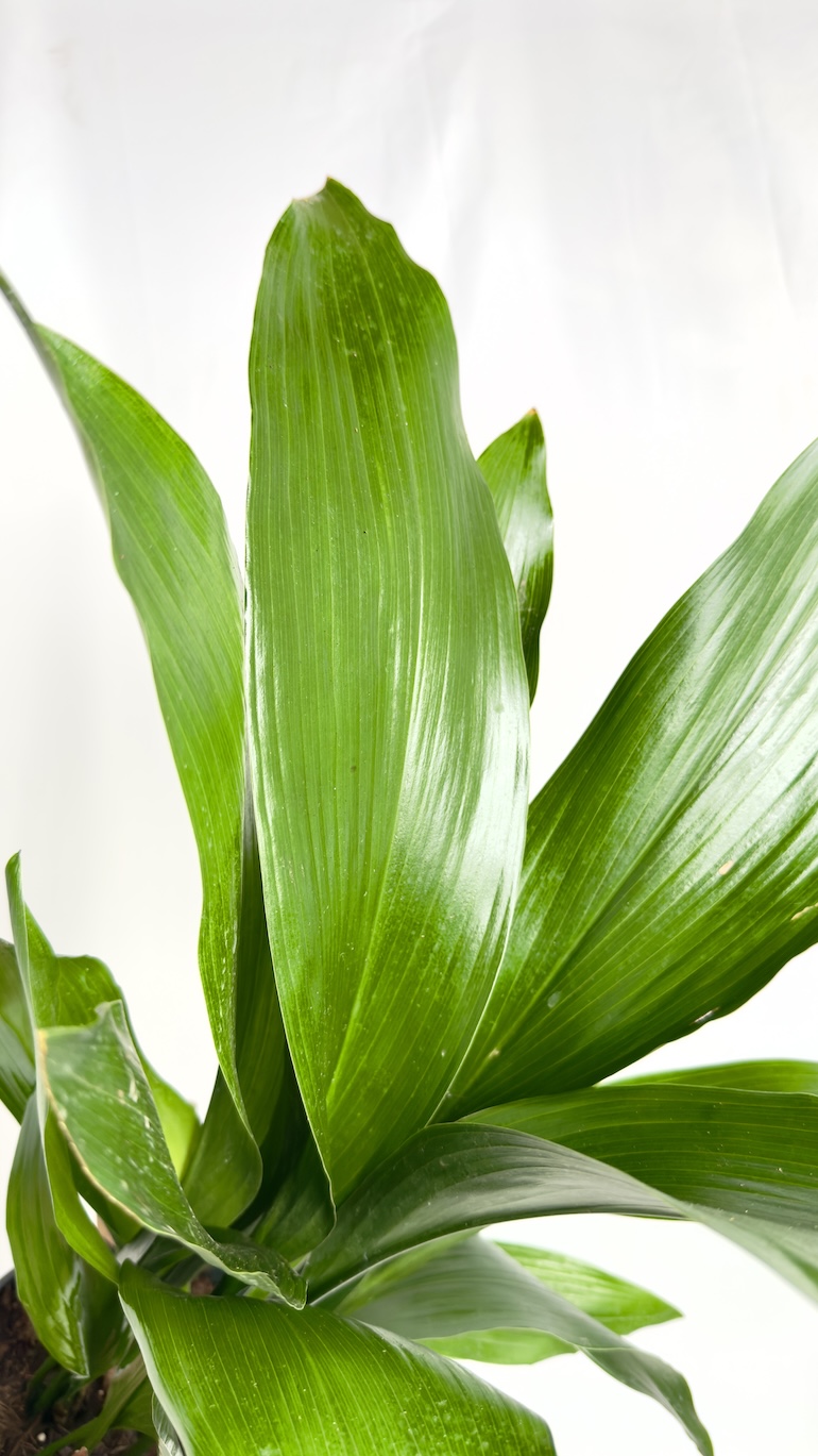Aspidistra elatoir