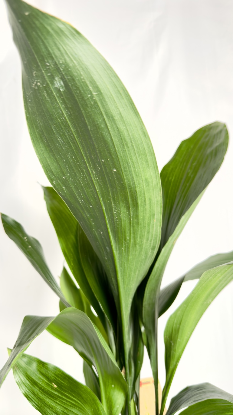 Aspidistra elatoir