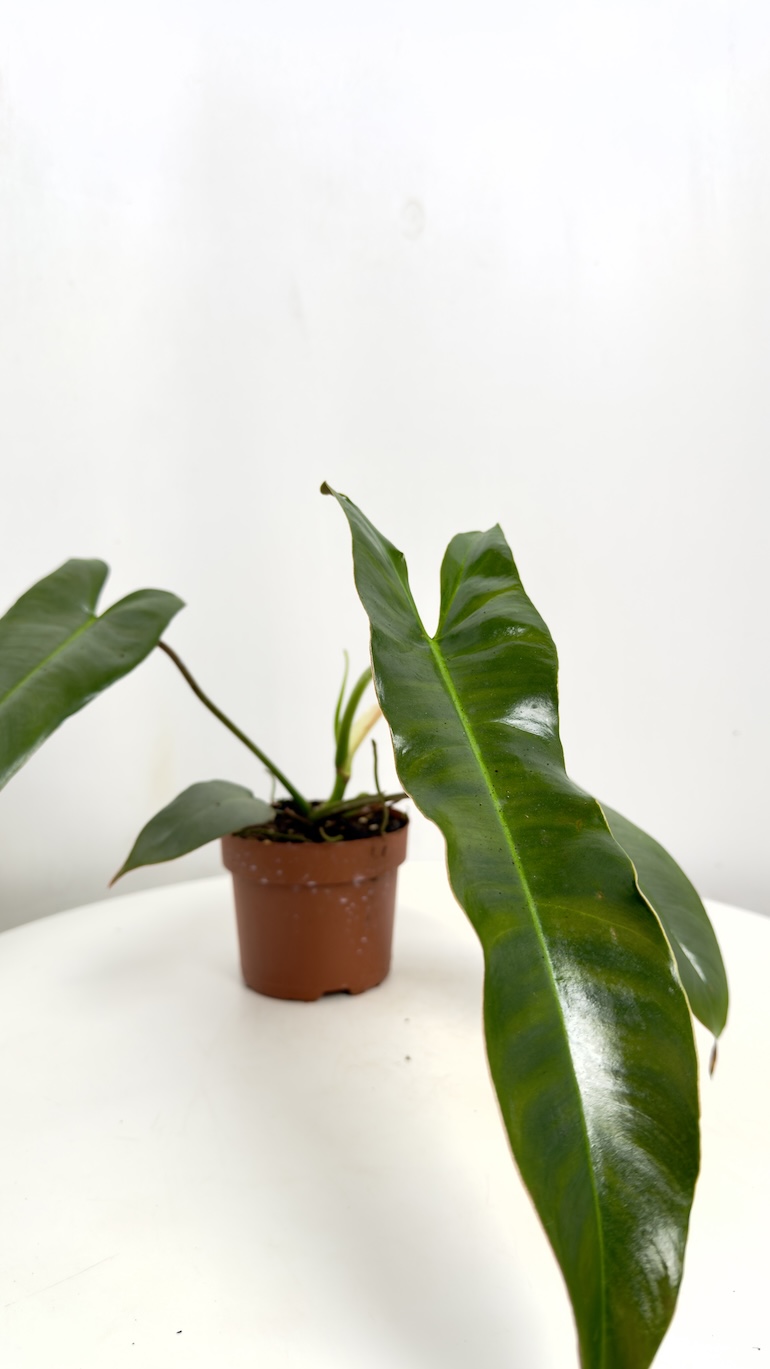 Philodendron Atabapoense