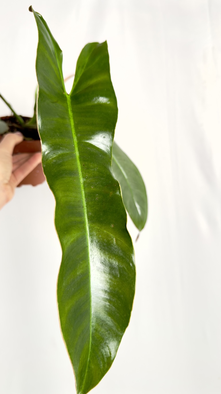 Philodendron Atabapoense