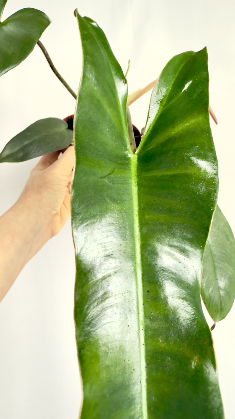 Philodendron Atabapoense