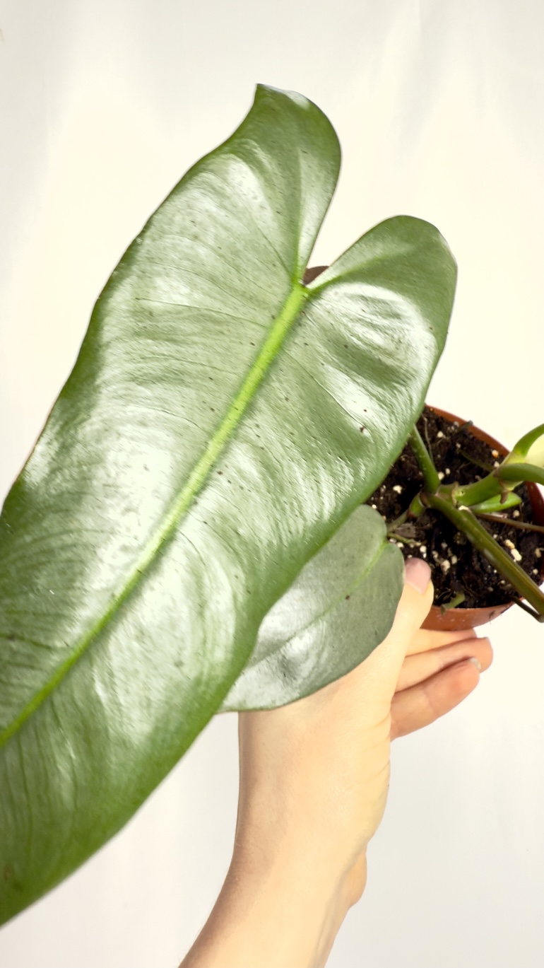 Philodendron Atabapoense