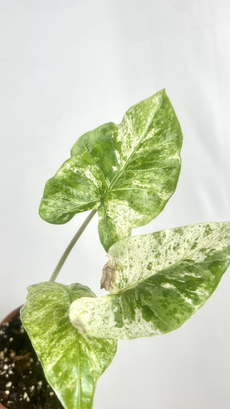Alocasia Macrorrhiza Varigated Adopcja