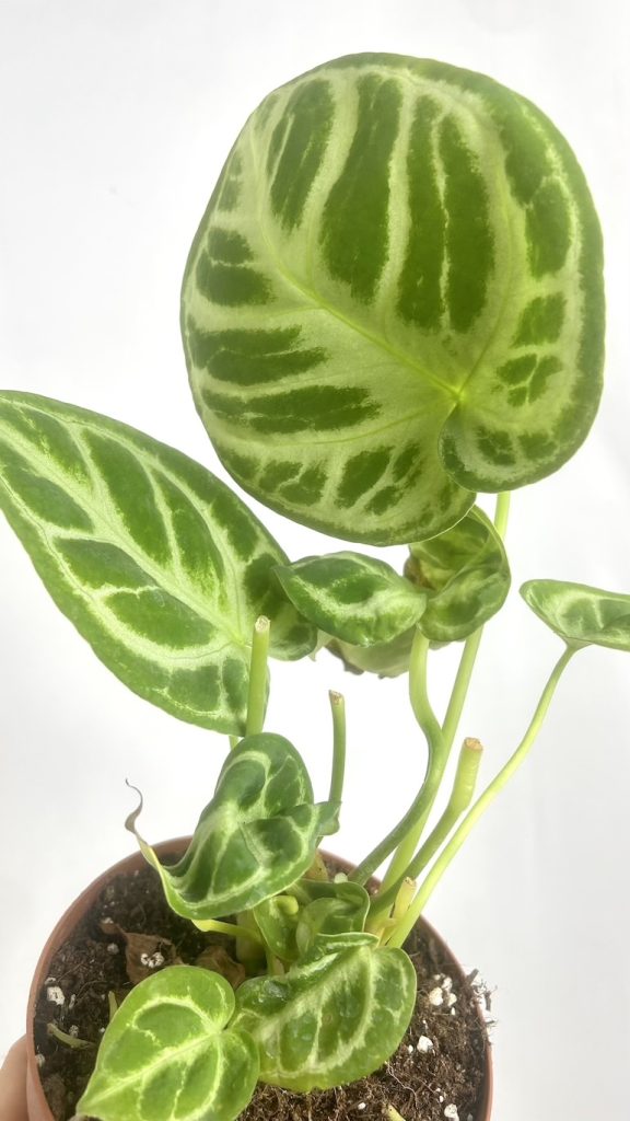 Anthurium Dorayaki Adopcja