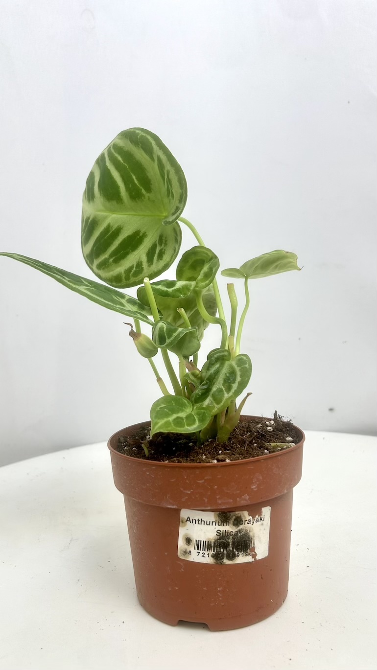 Anthurium Dorayaki Adopcja