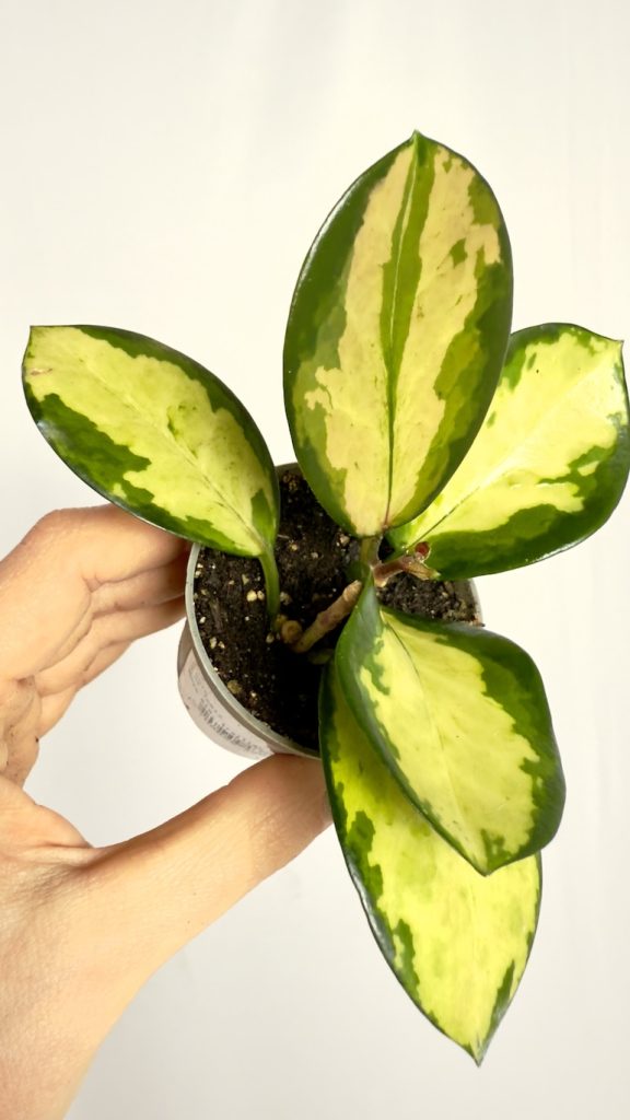 Hoja Australis Lisa