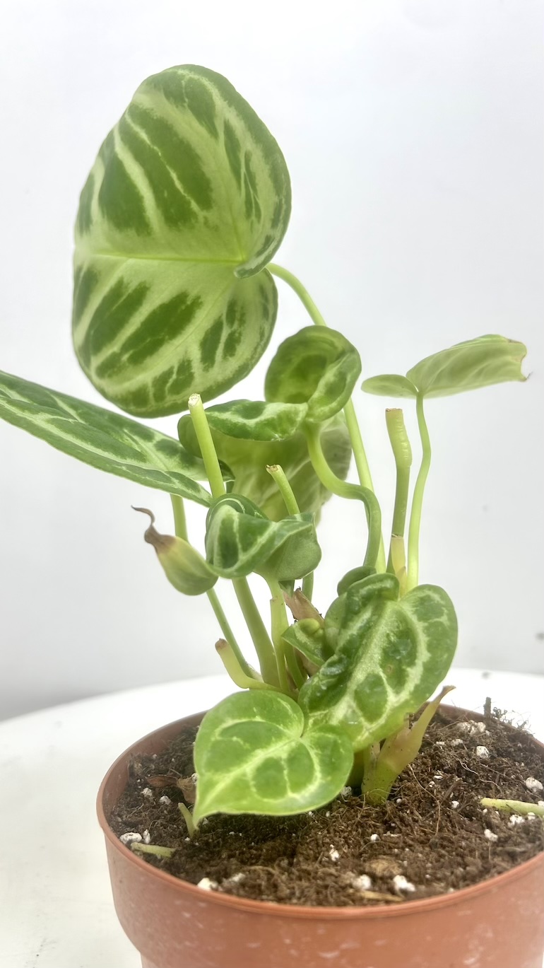 Anthurium Dorayaki Adopcja