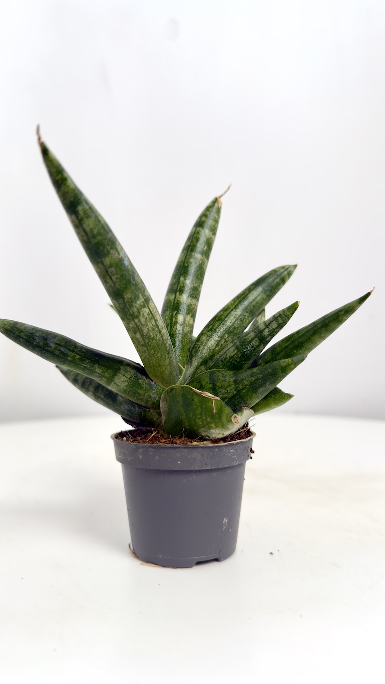 Sansevieria Boncellensis