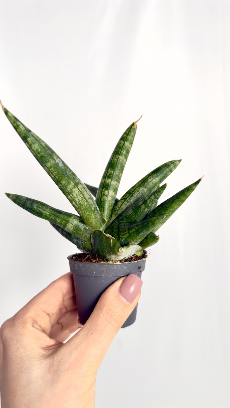 Sansevieria Boncellensis