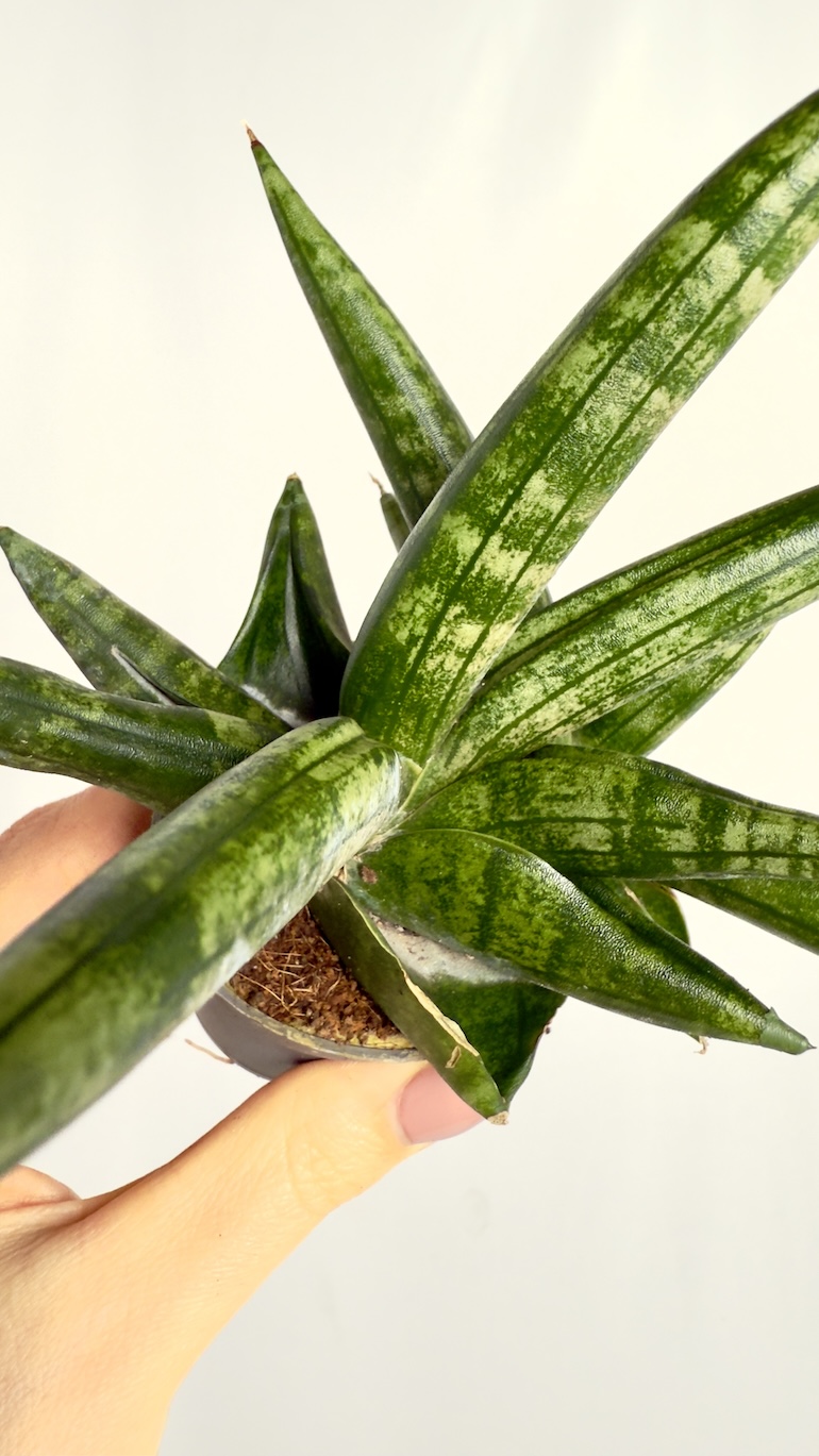 Sansevieria Boncellensis