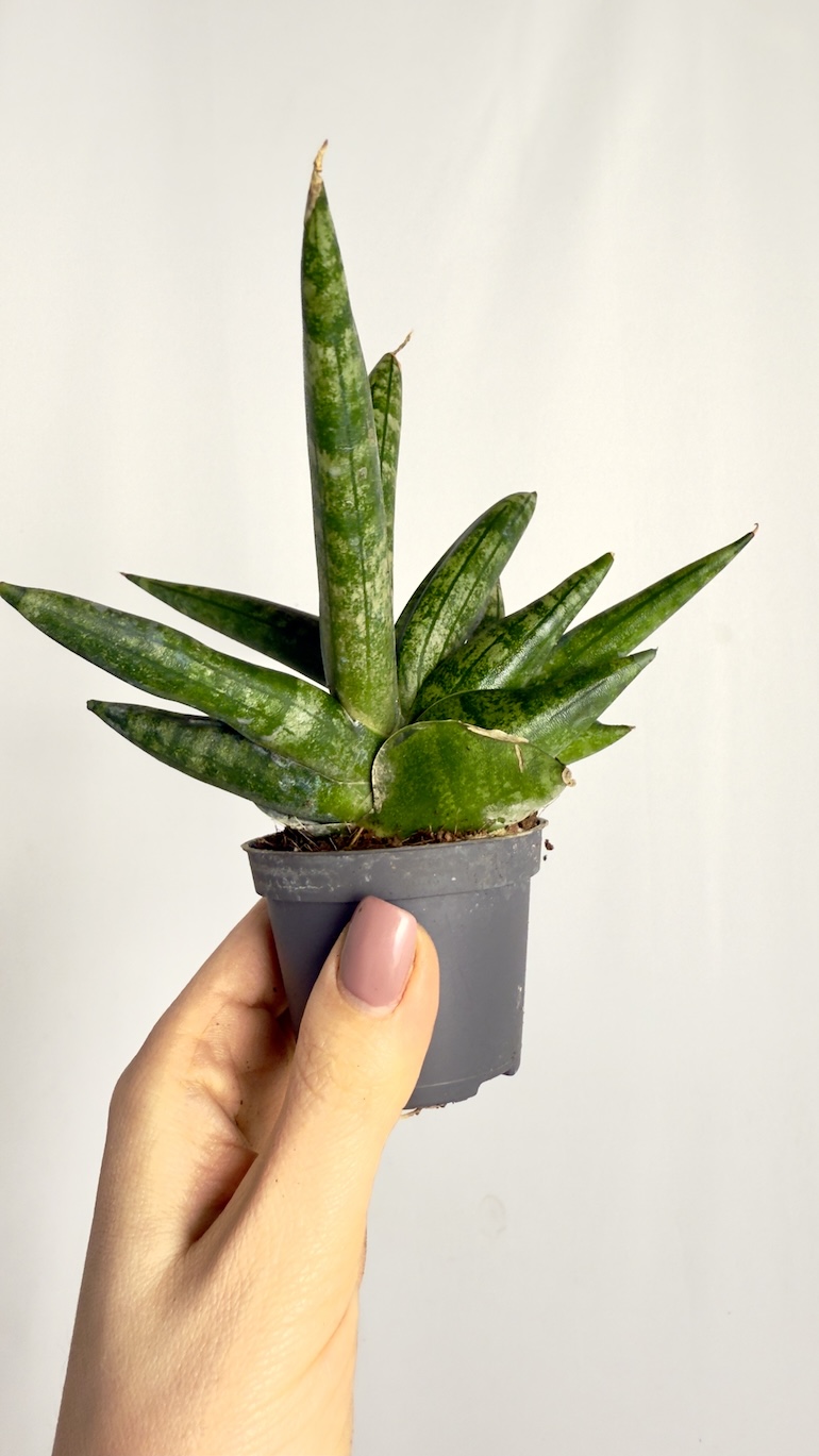 Sansevieria Boncellensis