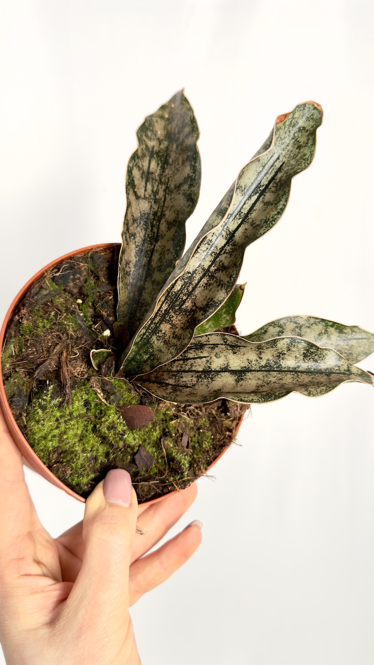 Sansevieria Kirkii Copper Tone