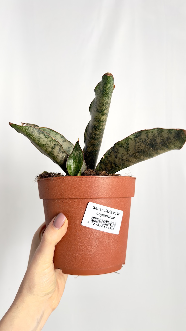 Sansevieria Kirkii Copper Tone