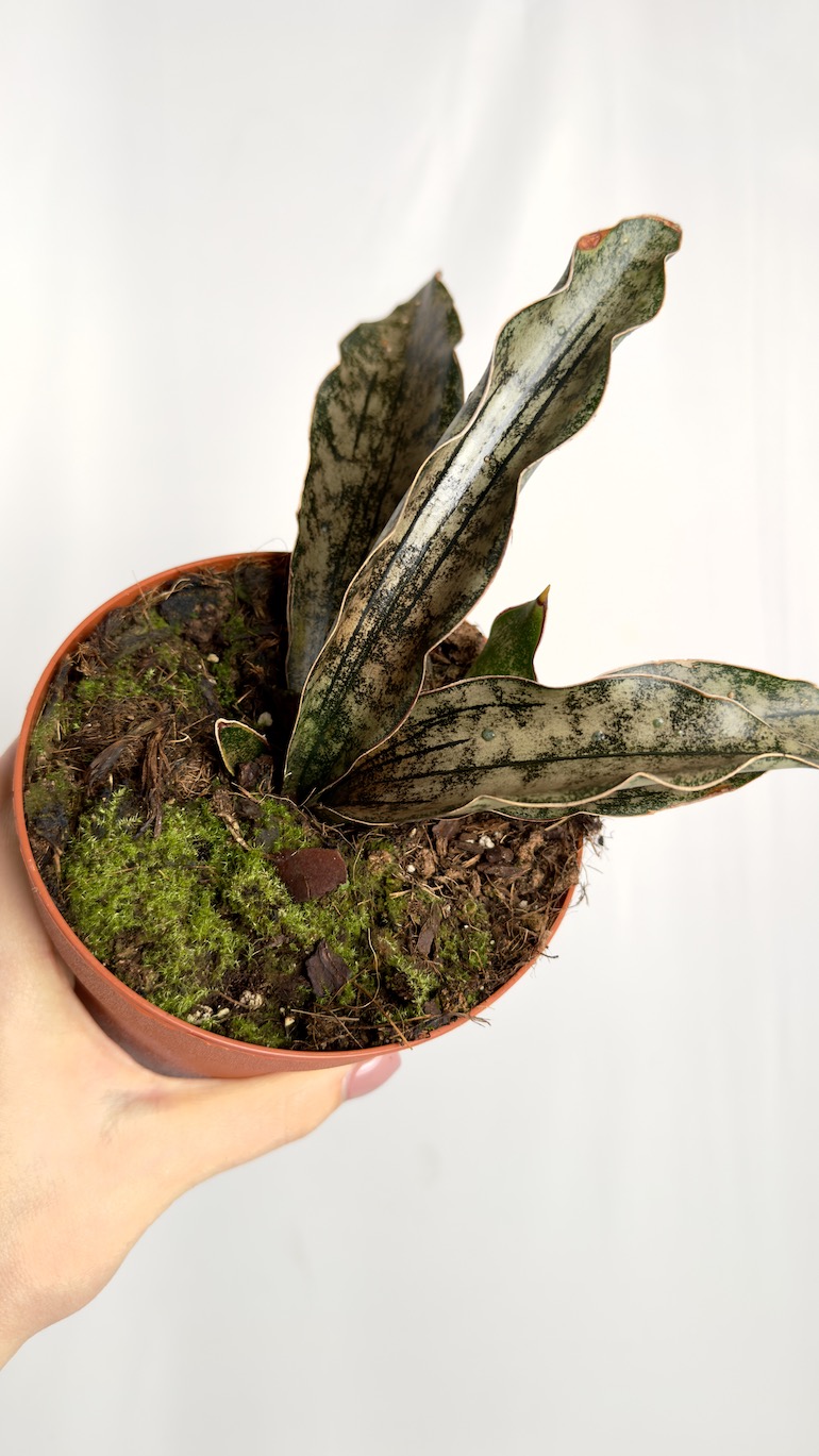 Sansevieria Kirkii Copper Tone