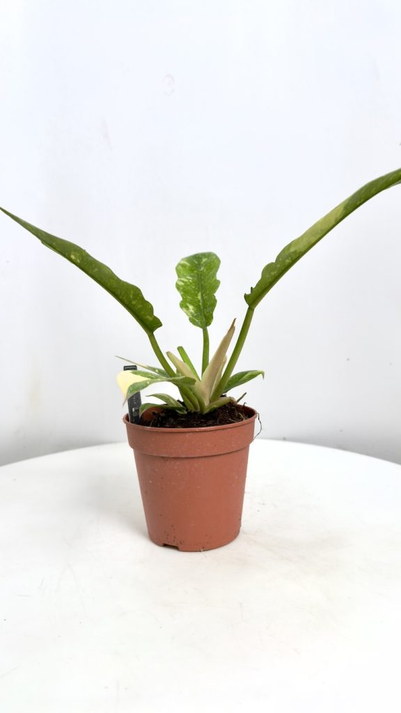 Philodendron Ring of Fire