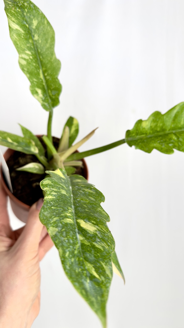 Philodendron Ring of Fire