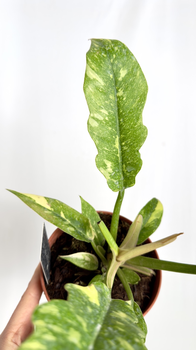 Philodendron Ring of Fire
